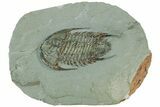 Lower Cambrian Trilobite (Neltneria) - Issafen, Morocco #189920-1